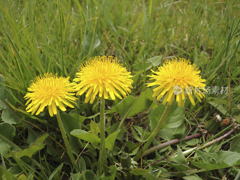 蒲公英(Taraxacum officinale)